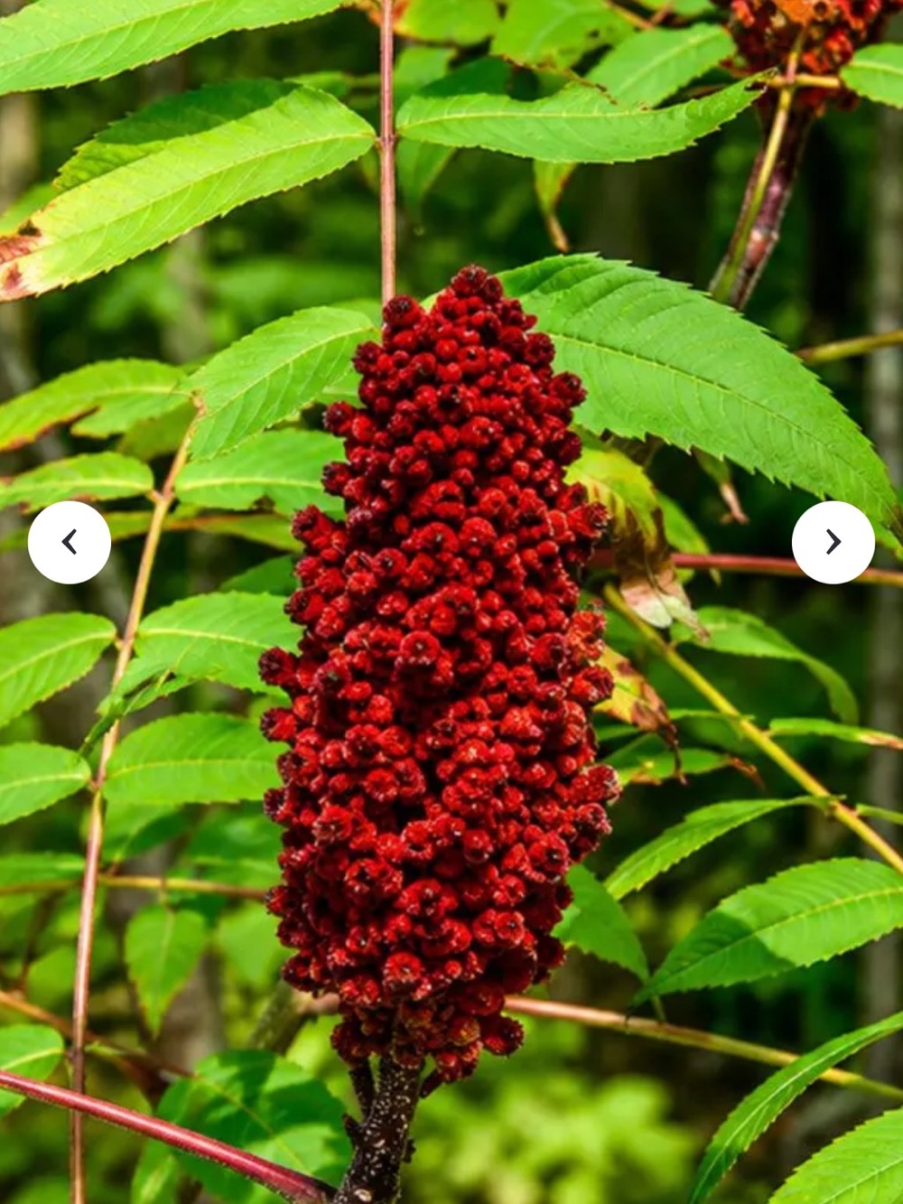2 dried whole seed pod clusters winged sumac from yellow flower farm organic
